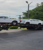 Raccoon Pickers Photo